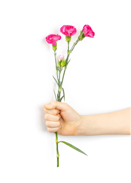 コピースペースと白い背景に隔離された子供の手にカーネーションの花の花束。人間の手は3つのピンクの花を保持dianthusまたはschabaud - 写真・画像