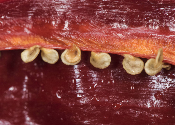 Semillas de pimiento rojo seco utilizadas como aderezo en la cocina tradicional andaluza iluminación flash
 - Foto, imagen