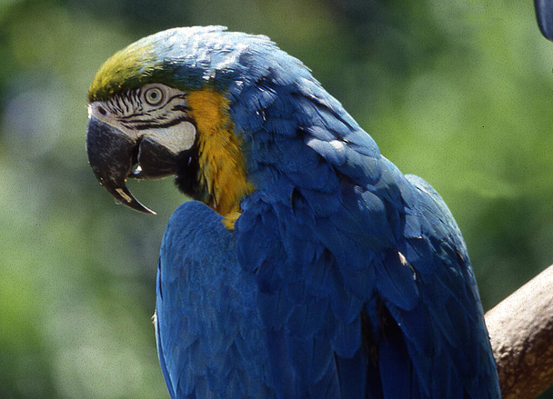 Amazonas-Papageien mit rot-blau-gelbem Gefieder - Foto, Bild