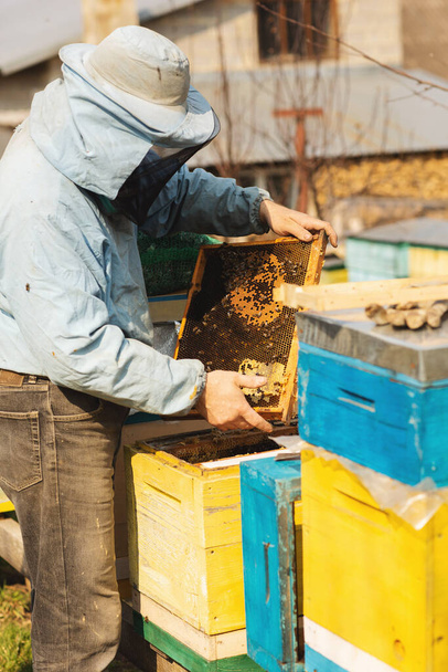 Μελισσοκόμος εργάζεται με τις μέλισσες και την επιθεώρηση κυψέλη μελισσών μετά το χειμώνα. - Φωτογραφία, εικόνα