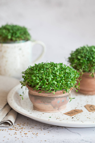 Alfalfa microgreens. Sprouting Microgreens. Seed Germination at home. Vegan and healthy eating concept. Sprouted alfalfa Seeds, Micro greens. Growing sprouts. Green living concept. Organic food. - Photo, Image