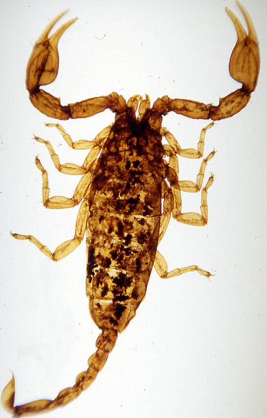 ruskea skorpioni pihdeillä ja pisto
 - Valokuva, kuva