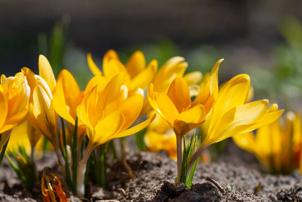 Los azafranes amarillos florecieron bajo el sol primaveral
 - Foto, Imagen