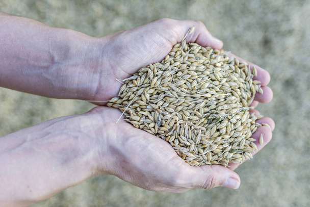女の手に大麦を収穫 - 写真・画像