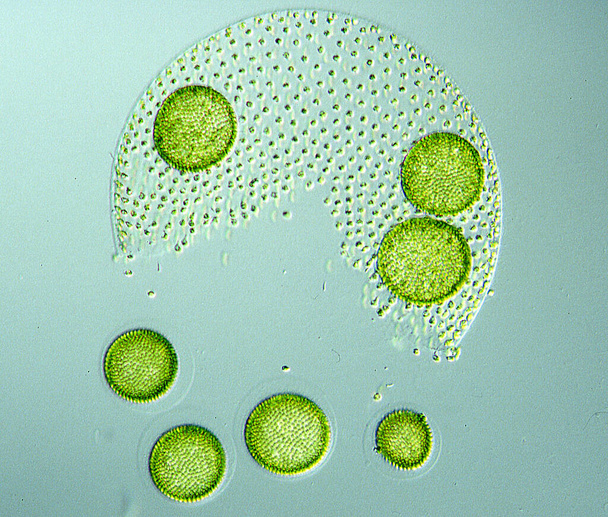 bolvormige groene alg Volvox in het water - Foto, afbeelding