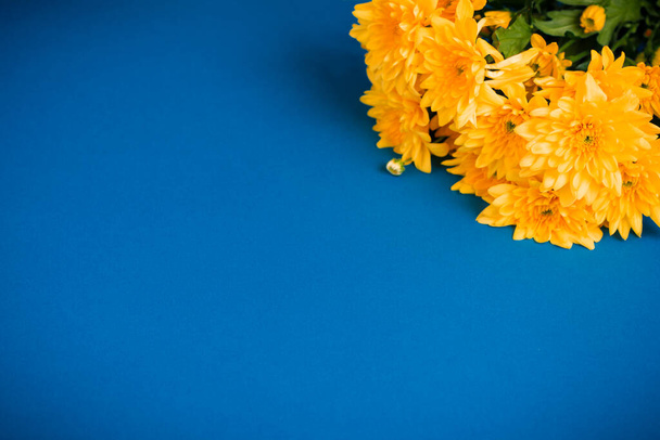 Krásné oranžové chryzantémy leží na modrém pozadí. - Fotografie, Obrázek