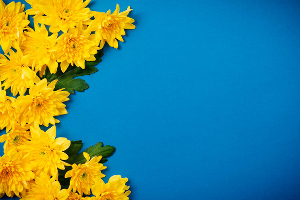 Beautiful orange chrysanthemums lie on a blue background. - Foto, imagen