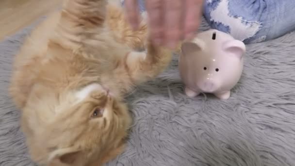 ピンクの貯金箱の近くの生姜猫と遊ぶ女性ペットの概念のための節約またはお金を使う - 映像、動画