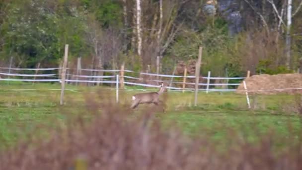 stádo jelenů je na poli v přírodě - Záběry, video