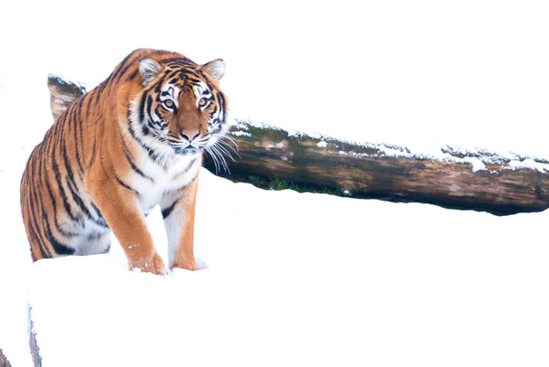 Zimowy tygrys na białym śniegu w pobliżu upadłego drzewa w dziczy. - Zdjęcie, obraz