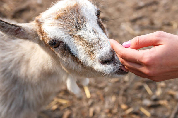 Female hands stroking a small goat in the wild, close-up. - Foto, Imagem