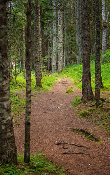 Pathway in the forest in spring - Φωτογραφία, εικόνα