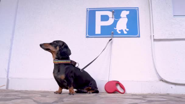 Dachshund pies w obroży siedzi związany smycz do haczyka na ścianie pod znakiem parkingu dla psów na ulicy, i kory. Właściciel udał się do miejsca, gdzie zwierzęta są zabronione. Dogspot to świetne rozwiązanie dla zajętych ludzi. - Materiał filmowy, wideo