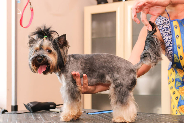 Κούρεμα Yorkshire Terrier. Το γυναικείο χέρι των καλλωπιστών υποστηρίζει την κοιλιά των σκύλων. - Φωτογραφία, εικόνα