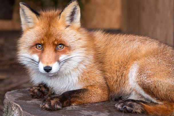 One red fox is lying and looking at you. wild nature - Photo, Image