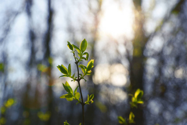 Small green leaves on a tree branch. Coming of spring. Selective focus on leaves - Fotó, kép