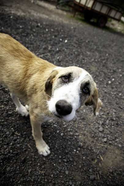Perros mastín triste en el campo, abandono de animales - Foto, imagen