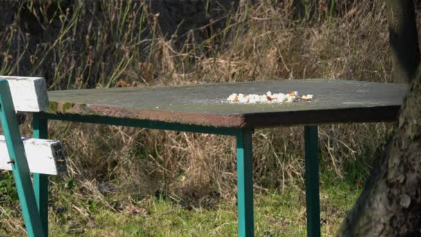 Eurasiática Jay come comida en la mesa (Garrulus glandarius
) - Metraje, vídeo