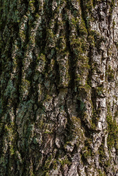 moss at bark of tree in park in summer - Foto, imagen