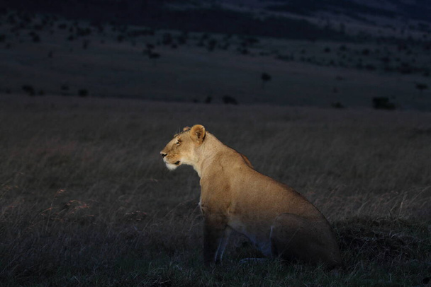 Leone femmina nel deserto dell'Africa
 - Foto, immagini