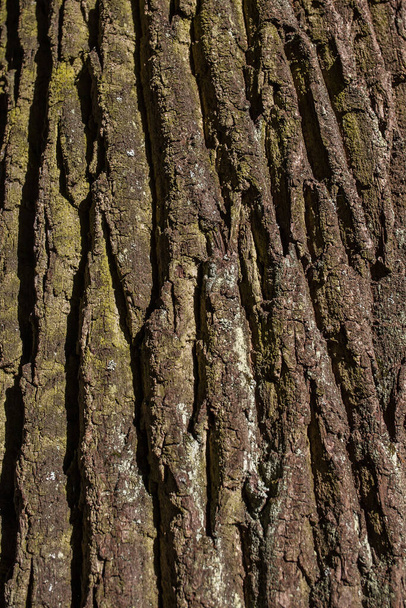 bark of tree in park in summer - Foto, imagen