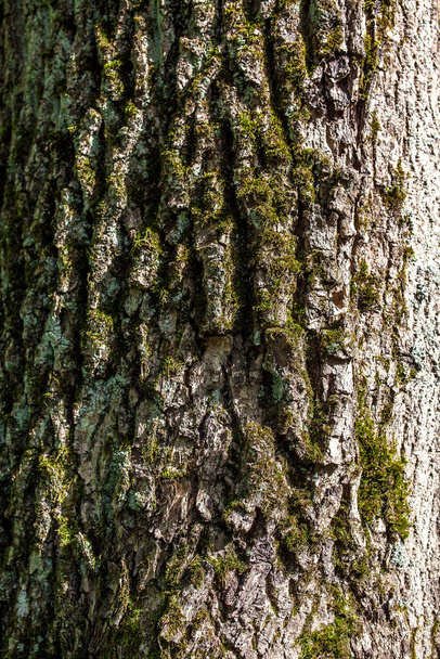 bark of tree texture - Foto, imagen