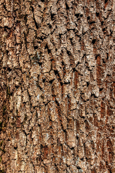 bark of tree texture - Foto, imagen