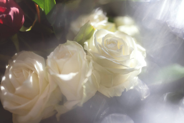 Ніжні білі троянди в м'якому фокусі
. - Фото, зображення