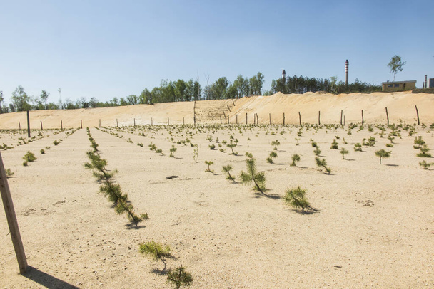 rimboschimento dell'ex miniera di sabbia, piantata con piantine di pino - Foto, immagini