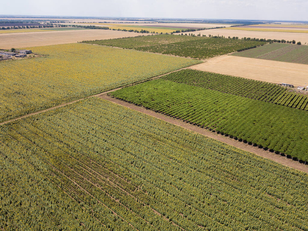 Luftaufnahme von der Drohne zu Sonnenblumen- und Weizenfeldern im Sommer - Foto, Bild
