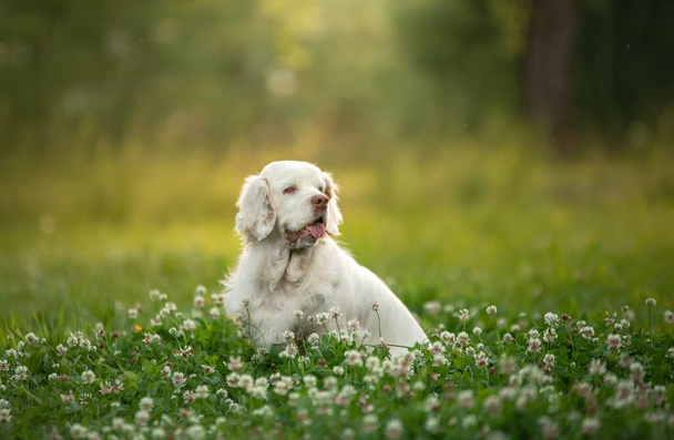 dog in the park at sunset. Clumber spaniel in nature in the grass in summer - Photo, image