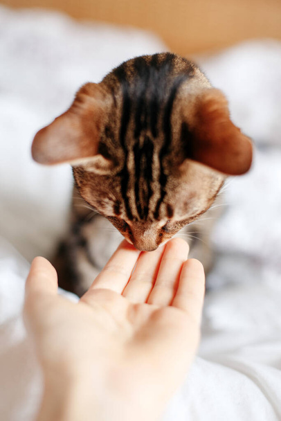 Krásná kočka čichající k lidské dlani. Vztah majitele a domácího kočičího zvířete. Roztomilý chlupatý kočičí přítel. Přátelství člověka a kočky. - Fotografie, Obrázek