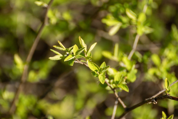 Fiatal tavasz élénk zöld levelek bokrok makró elmosódott háttérrel. Napos növekedési idő természetes friss közelkép - Fotó, kép