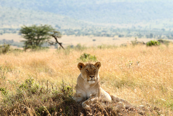 Самка лева в африканській пустелі - Фото, зображення