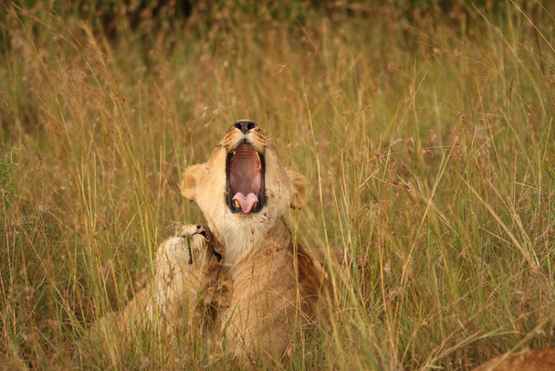 Female lion in the wilderness of Africa - Photo, Image