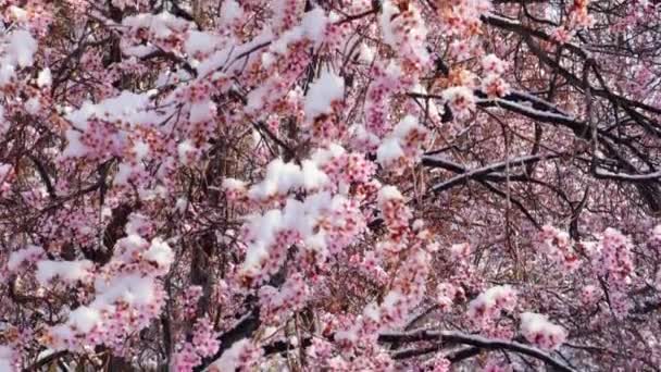 Χιόνι που καλύπτει ροζ λουλούδια σε κλαδιά δέντρων, καταιγίδα τέλη χειμώνα στην άνοιξη άνθος, 4k - Πλάνα, βίντεο