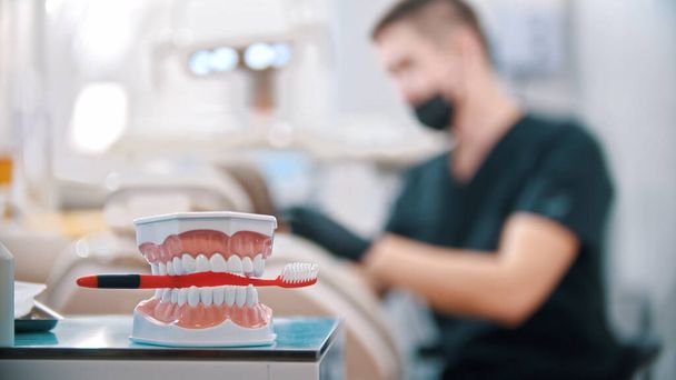 歯の間に歯ブラシを持つ人間の顎のプラスチックモデル - 写真・画像