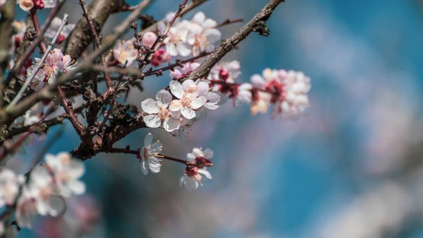 白いピンクの桜の花を閉じると、集中していない木の枝。ロマンチックな新鮮な春の繊細な花びらの性質の詳細背景がぼやけたマクロ - 写真・画像