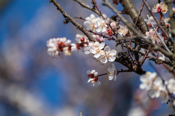 White pink cherry blossom flowers close-up, unfocussed tree branches. Romantic spring delicate flower petals nature details macro with blurred background - 写真・画像