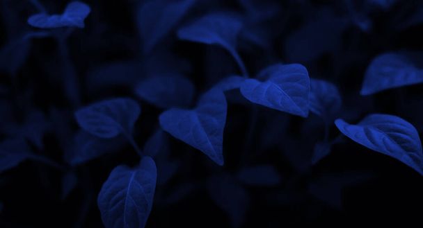 Floral background in trendy blue. Dark blue trendy background for banner and design. - Foto, Imagem