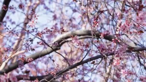 Roze boom bloemen in zonnige dag lente bloesem, close-up op takken, 4k - Video