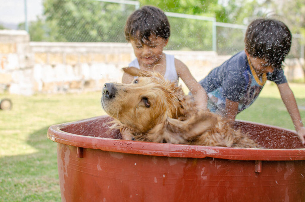 glückliche Kinder duschen einen Hund Golden Retriever im Garten und werden nass - Foto, Bild
