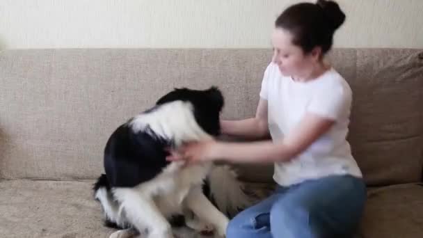 Stay Home Stay Safe. Smiling young attractive woman playing with cute puppy dog border collie on sofa at home indoors. Girl huging new lovely member of family. Pet care animal life quarantine concept - Video