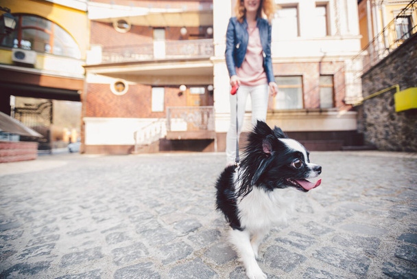 Kadın ve köpek. Dışarıda, mutlu. Tema, insan ve hayvanın arkadaşlığı. Chihuahua 'lı kız. Genç kadın ve köpeği Chihuahua sokakta yürüyorlar. Köpek tasmasını çekiyor.. - Fotoğraf, Görsel