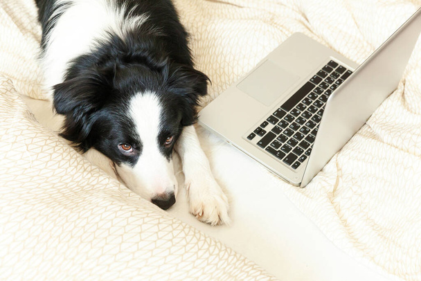 Mobiles Büro zu Hause. Lustiges Porträt niedlichen Welpen Hund Border Collie auf dem Bett arbeiten Surfen im Internet mit Laptop PC-Computer zu Hause drinnen. Freiberufliches Quarantäne-Konzept für Haustiere - Foto, Bild