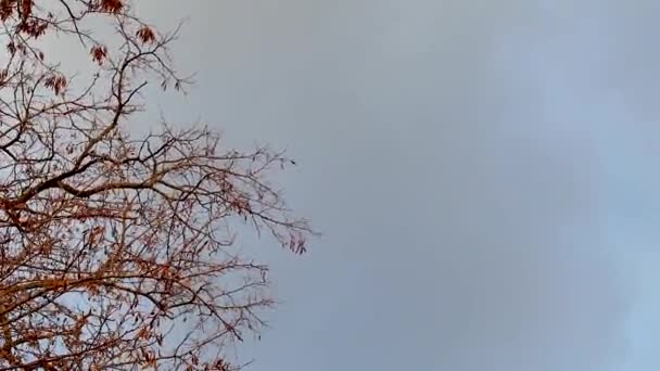 Sílhueta de árvore preta no céu dramático nublado do por do sol. Contraste escuro fundo místico natural
 - Filmagem, Vídeo