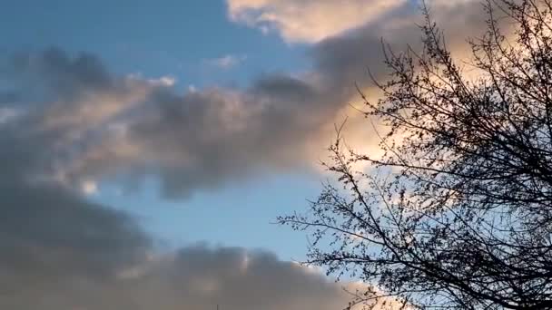 Silueta de árbol negro en el cielo dramático nublado atardecer. Fondo místico natural de contraste oscuro
 - Imágenes, Vídeo