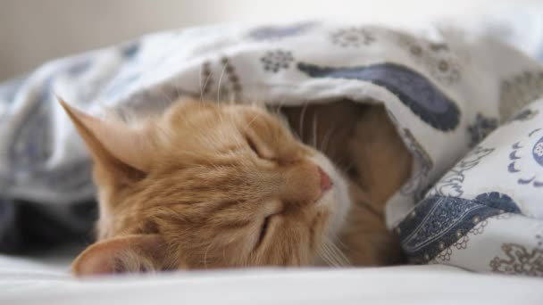 Cute ginger cat sleeps in bed. Fluffy pet comfortably settled under blanket. - Video, Çekim