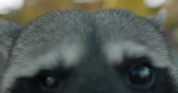 Kurioser Waschbär greift Kamera nach gründlichem Schnüffeln an - Filmmaterial, Video