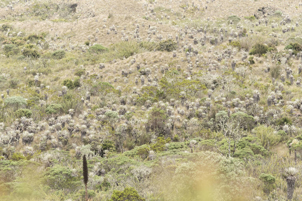 Chingaza National Natural Park, Colombia. Moor landscape: vegetation typical of the paramo, including frailejones, espeletia and puya goudotiana - Photo, Image